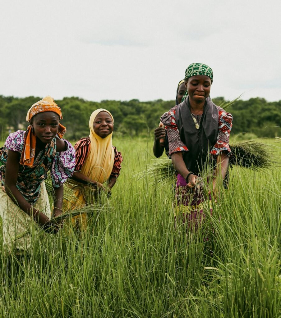 Vibrant scene of girls joyfully harvesting crops in a lush green field in Zaria, Nigeria.